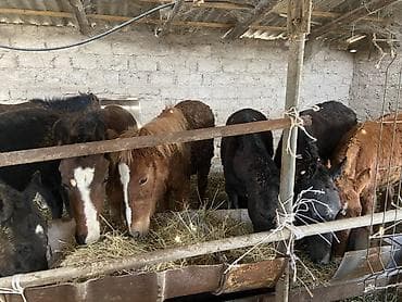 конь: Продаю | Жеребенок | Для разведения | Племенные — 1