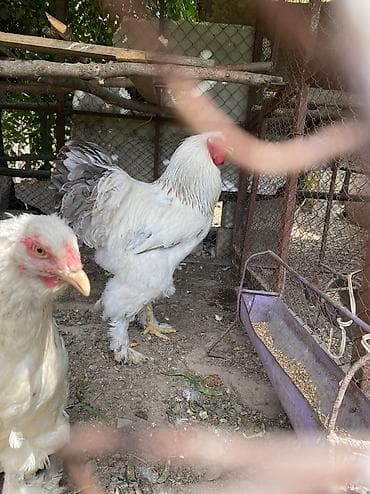 Продаю 2 петуха 1 кур — 1