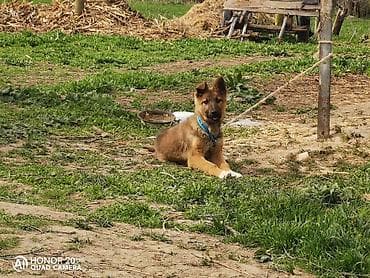 цена хаски щенок: Овчарка, 5 месяцев, Самка — 9