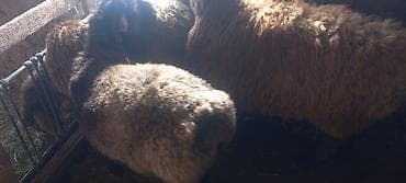 стришка барана: Продаю | Овца (самка) | Для разведения — 7
