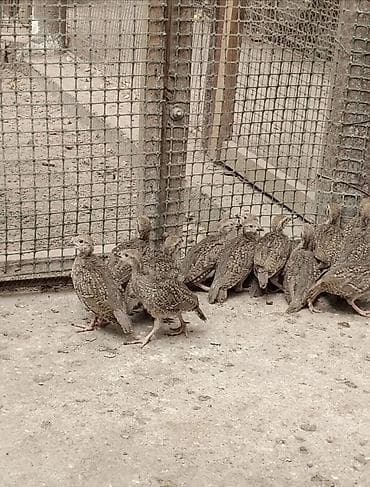 Продаю подростков кекликов — 3