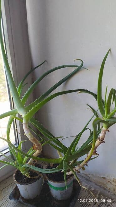 Продаю 2 Алоэ5 лет