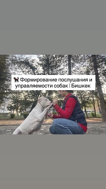 Формирование послушания и управляемости собак | Бишкек