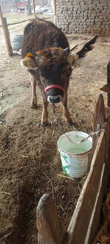 сухое молоко для животных: Продаю | Тёлка | Для молока | Привязанные — 1