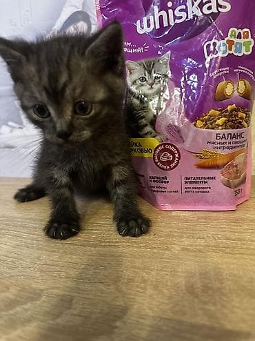 cat litter: Отдам котят в добрые руки. Родились 2.03.26 Приручены к лотку, едят — 4