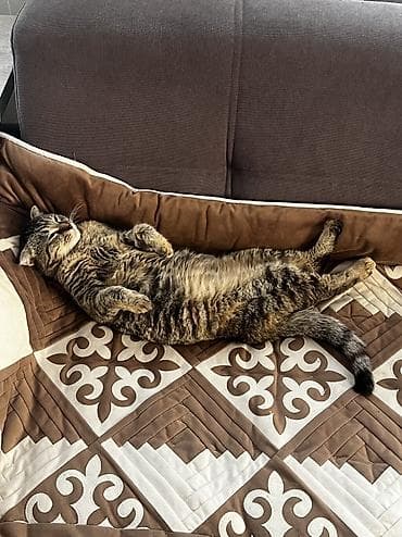 добрый: Кошка даром: Скотиш Фолд (Шотландская вислоухая), 10 месяцев, Девочка, Приучена к лотку — 2