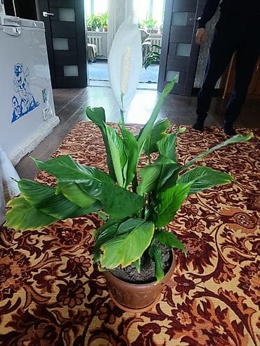 сансевиерия бишкек: Комнатные растения в горшках: 1) Сансевиерия (Sansevieria — 8