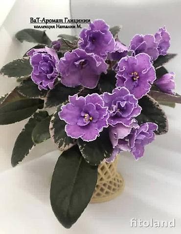 фиалки цена: 🌱🌺🌱 Продаю сортовые ДЕТКИ стандартных, трейлерныхмини и полумини — 10