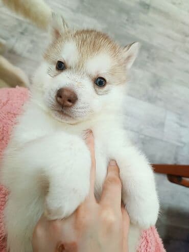 немецкий овчарки щенки: Хаски, 1 месяц, Самец, С родословной — 4