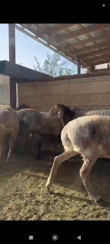 животные домашние: Продаю | Овца (самка), Ягненок | Арашан | Для разведения | Племенные, Ярка — 12