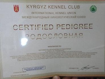 большой алабай: Алабай, 3 месяца, Самец, С родословной — 10