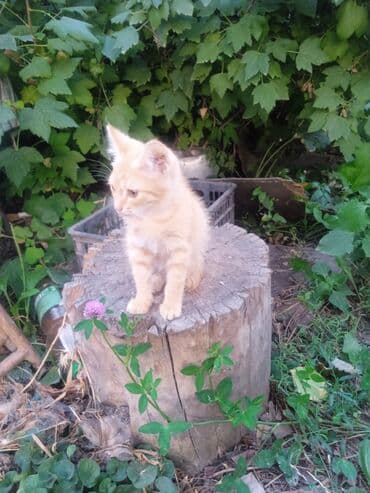 все о кошках британской породы: 3 месяца, Мальчик — 1