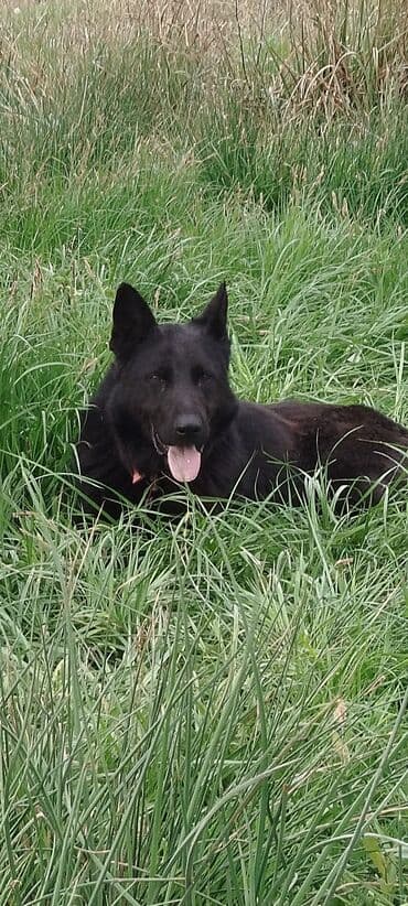 сколько стоит овчарка щенок: Восточноевропейская овчарка, 4 года, Самец, С родословной — 4