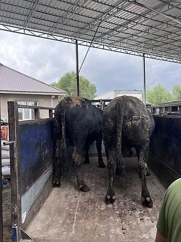 Я биру быки 2годики до 120тыс at lalafo.kg Я биру быки 2годики до 120тыс