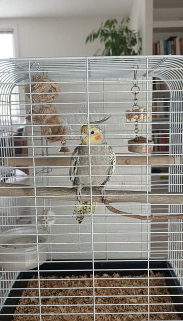 ордок быжы: Покупка: попугай корелла (нимфа) Ищу самца кореллы возрастом от 1 — 2