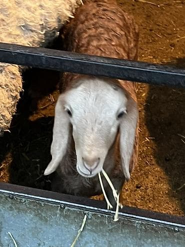 big 6: Продаю | Ягненок | Арашан | Для разведения — 4