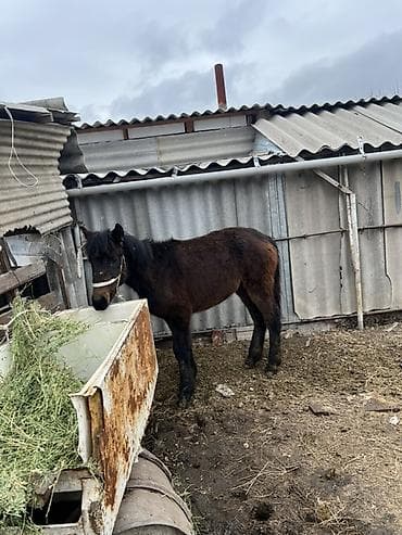 Кошки: Продаю | Жеребенок | Рабочий — 2