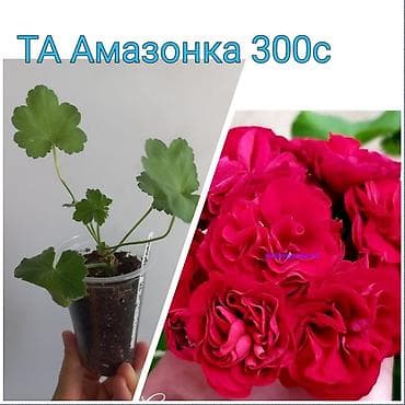 моно калисо: Комнатные цветы в стаканчиках: 1) Глоксиния (Sinningia speciosa) с — 8
