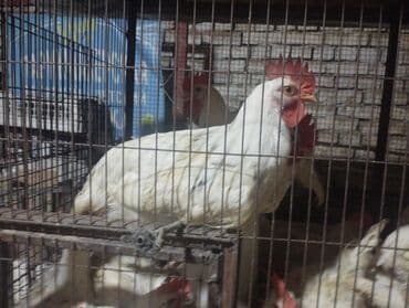 животные птицы: Продаю срочно им уже 75 дней 
Есть более 50 штук петка — 4