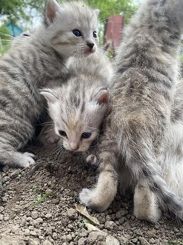 животные котята: Котята, домашние. Окрас: серебристо-песочный табби с кремовыми — 3