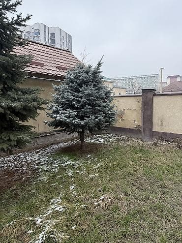 для елки: Ели, 3 шт. - Порода: декоративные хвойные ели (разные оттенки кроны — — 1