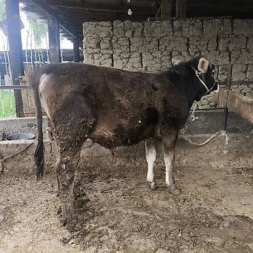 диск пес: Продаю | Бык (самец) | Для разведения | Привязанные — 1