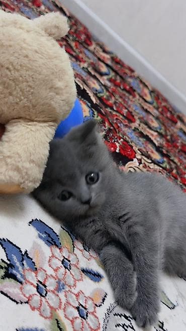 кошка беловодск: Британ кыска жүндүү, 2 айлык, Ургаачы, Боз, Лотокко барууга үйрөтүлгөн — 8