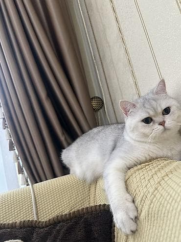 кошка анжела: Вязка: Скотиш страйт (Шотландская прямоухая) Мальчик С прививками — 4