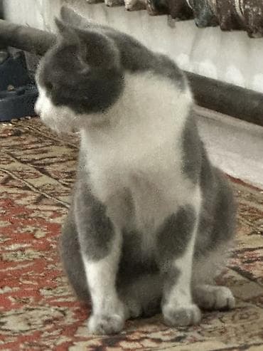 Продажа кошек: Кошка даром: Беспородная, Мальчик, Приучена к лотку — 4