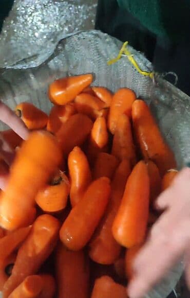 кухонная мебель бишкек цены: Морковь — 2