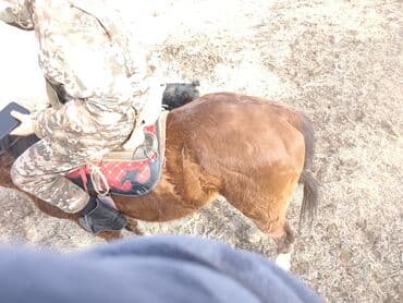 Кошки: Продаю | Конь (самец) | Рабочий — 4