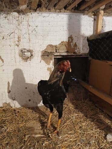 Зоотовары: Продаю питуха 7меситсаф — 3