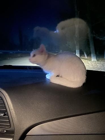 бельгийский овчарка: 8 месяцев, Девочка — 4