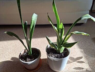 диффузоры для дома: Продаю комнтные растения от 300 до 500 сом — 7