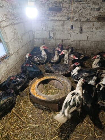 зоомагазин бишкек с животными: Селезни — 4