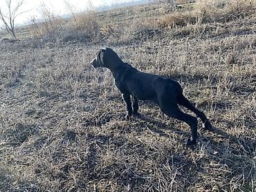 каракол собаки: Курцхаар, 3 айлык, Ургаачы, Эмделген — 1