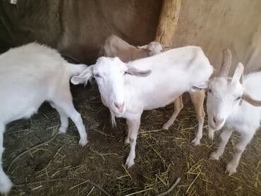 продаю породистых коров: Продаю | Коза (самка), Козёл (самец) | Зааненская | На забой, Для разведения, Для молока | Котные, Осеменитель — 10