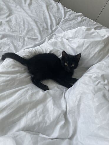 грызуны домашние: 2 месяца, Мальчик, Метис — 9