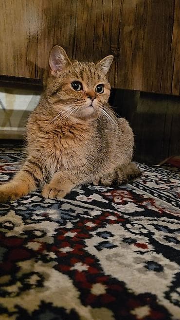 британская кошка цена бишкек: Скотиш Страйт (Шотландская прямоухая), 10 месяцев, Мальчик — 3