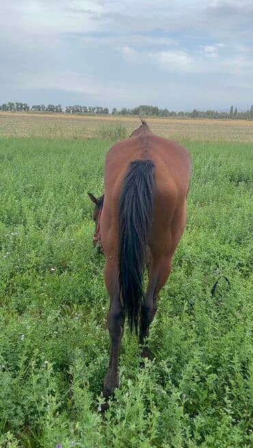 продажа щенков немецкой овчарки с документами в бишкеке: Продаю | Конь (самец) | Рабочий — 7