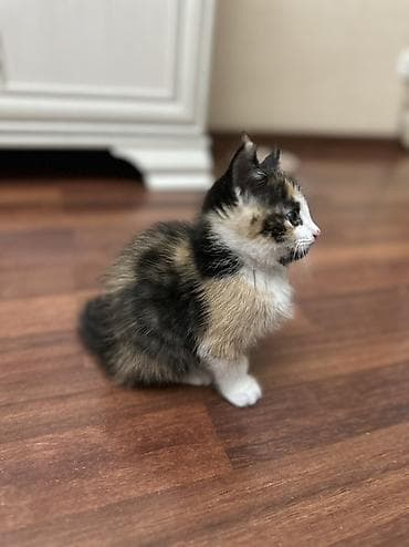 Трёхцветный котёнок (черепаховый окрас): чёрный, рыжий и белый — 3