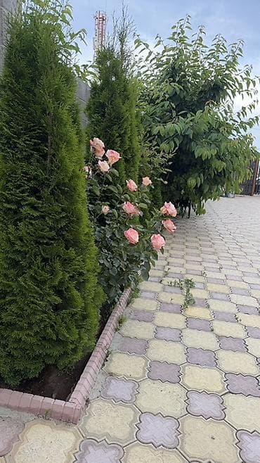 Ысык-Көлдө эс алуу: Гостевой дом с зеленым двориком и общей зоной отдыха - Уютная — 4