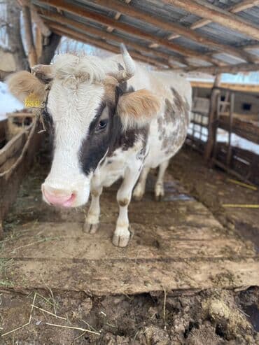 каровы для молока: Продаю | Корова (самка) | На забой — 7