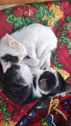 продажа щенков немецкой овчарки с документами в бишкеке: Котята - Окрас: один белый с тёмным пятном на голове, один — 2