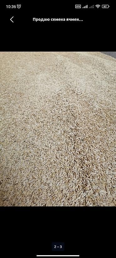 кой бишкек: Продаю ячмень 5 тонн — 2