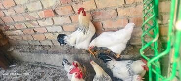 куры доминанты: Продаю | Куры | Для разведения — 1