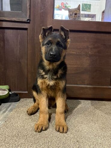 Немецкая овчарка, 3 месяца, Самец, С прививкой
