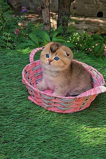 гостиница для кошек: Шотландские котята от красивой пары. Scottish fold и straight — 3
