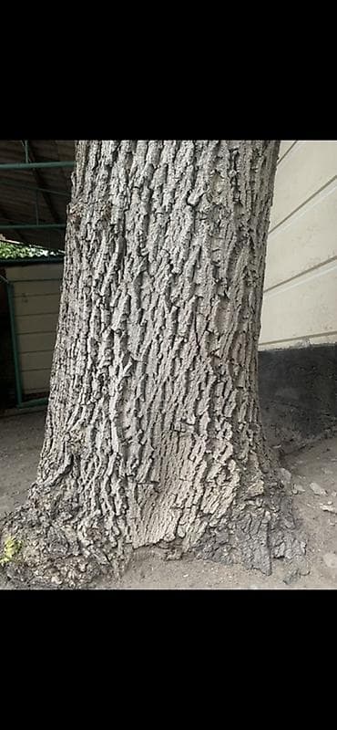 продам яблоки на переработку: Дерево для заготовки древесины. Порода: орех (по листве и коре) — 1