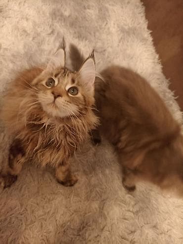 Кошки: Породистые котята мейн‑кун (разные окрасы) - Тип: мейн‑кун — 5